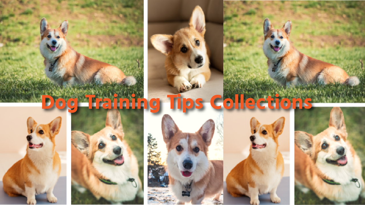 Dog Training Tips Collections